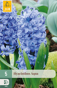 X   5 HYACINTHUS AQUA 15/16