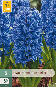 X   5 HYACINTHUS BLUE JACKET 15/16
