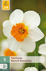 X   5 NARCISSUS BARRETT BROWNING  12/14
