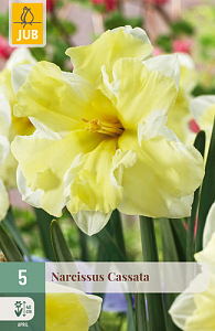X   5 NARCISSUS CASSATA 12/14