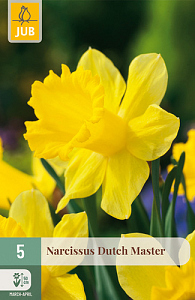 X   5 NARCISSUS DUTCH MASTER 12/14
