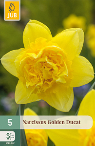 X   5 NARCISSUS GOLDEN DUCAT 12/14