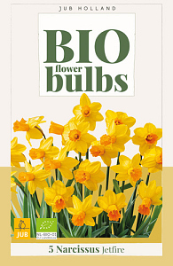 X   5 NARCISSUS JETFIRE - BIO 10/12