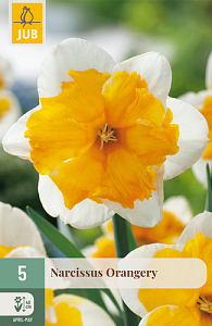 X   5 NARCISSUS ORANGERY 12/14