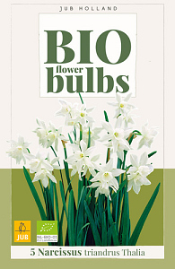 X   5 NARCISSUS TRIANDRUS THALIA - BIO 10/12