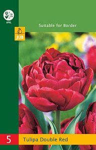 X   5 TULIPA DOUBLE RED 10/11