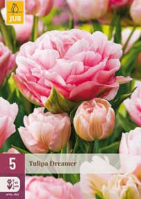 X   5 TULIPA DREAMER 11/12