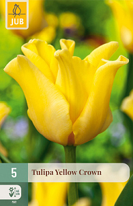 X   5 TULIPA YELLOW CROWN 11/12