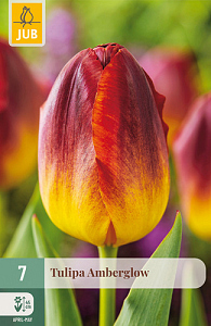 X   7 TULIPA AMBERGLOW 11/12