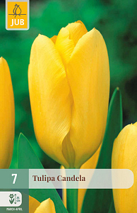X   7 TULIPA CANDELA 11/12