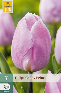 X   7 TULIPA CANDY PRINCE 11/12