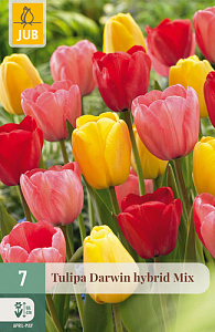 X   7 TULIPA DARWIN HYBRIDE MIX 11/12