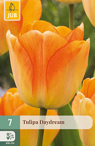X   7 TULIPA DAYDREAM 11/12