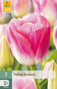 X   7 TULIPA DYNASTY 11/12