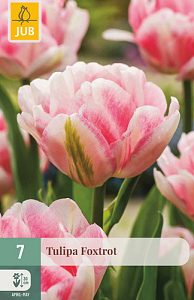 X   7 TULIPA FOXTROT 11/12