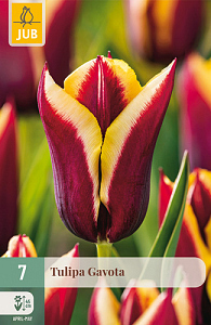 X   7 TULIPA GAVOTA 11/12