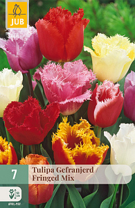 X   7 TULIPA GEFRANJERD MIX 11/12