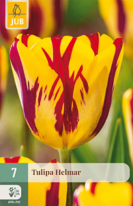 X   7 TULIPA HELMAR 11/12