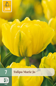 X   7 TULIPA MARIE JO  11/12