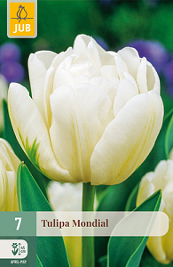 X   7 TULIPA MONDIAL 11/12
