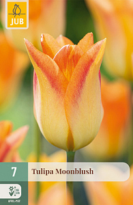 X   7 TULIPA MOONBLUSH 11/12