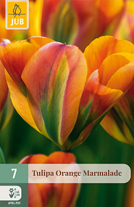 X   7 TULIPA ORANGE MARMELADE 11/12