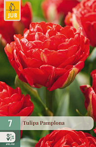 X   7 TULIPA PAMPLONA 11/12