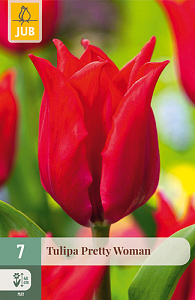 X   7 TULIPA PRETTY WOMAN 11/12