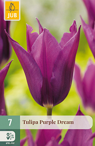 X   7 TULIPA PURPLE DREAM 11/12