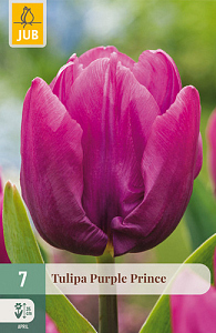 X   7 TULIPA PURPLE PRINCE 11/12