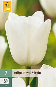 X   7 TULIPA ROYAL VIRGIN 11/12