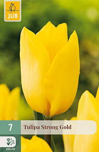 X   7 TULIPA STRONG GOLD 11/12