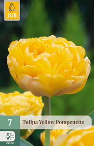 X   7 TULIPA YELLOW POMPENETTE 11/12