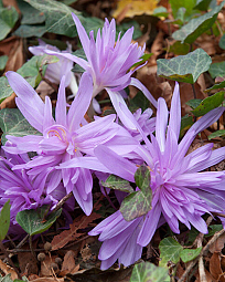 X   10 COLCHICUM WATERLILY 16/+
