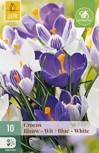 X 10 CROCUS BLAUW - WIT MIX 8/9