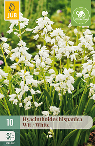 X 10 HYACINTHOIDES HISPANICA WIT 8/10