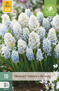 X 10 MUSCARI NATURES BEAUTY 8/9