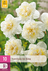 X 10 NARCISSUS ICE KING 12/14