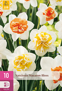 X 10 NARCISSUS MACARON BLOSS 12/14