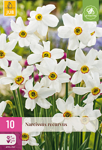 X 10 NARCISSUS RECURVUS 12/14