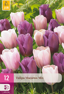 X 12 TULIPA MACARON MIX 11/12