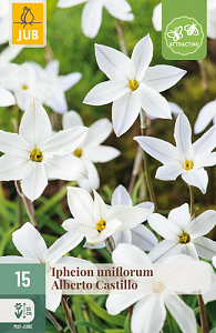 X 15 IPHEION UN. ALBERTO CASTILLO 5/+