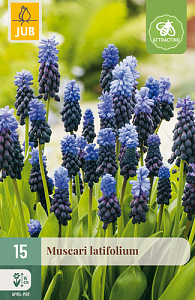X 15 MUSCARI LATIFOLIUM 6/+