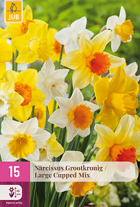 X 15 NARCISSUS GROOTKRONIG MIX 12/14