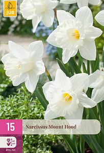 X 15 NARCISSUS MOUNT HOOD  10/12