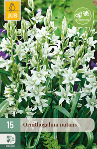 X 15 ORNITHOGALUM NUTANS  6/+