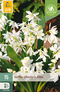 X 15 SCILLA SIBERICA ALBA 7/8