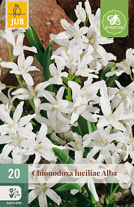 X 20 CHIONODOXA LUCILIAE ALBA 5/+