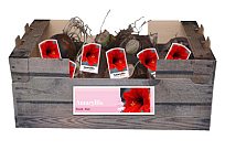 X 20 JUMBO AMARYLLIS ROOD INCL. LABEL 38/40