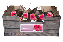 X 20 JUMBO AMARYLLIS ROZE INCL. LABEL 38/40